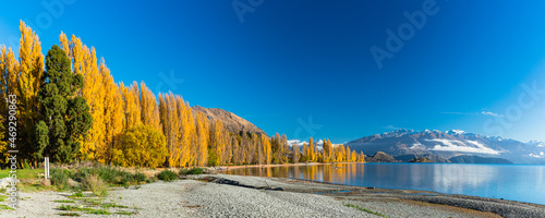 ニュージーランド オタゴ地方のワナカ湖の湖畔の紅葉で黄色に染まった木々と南アルプス山脈のアルタ山