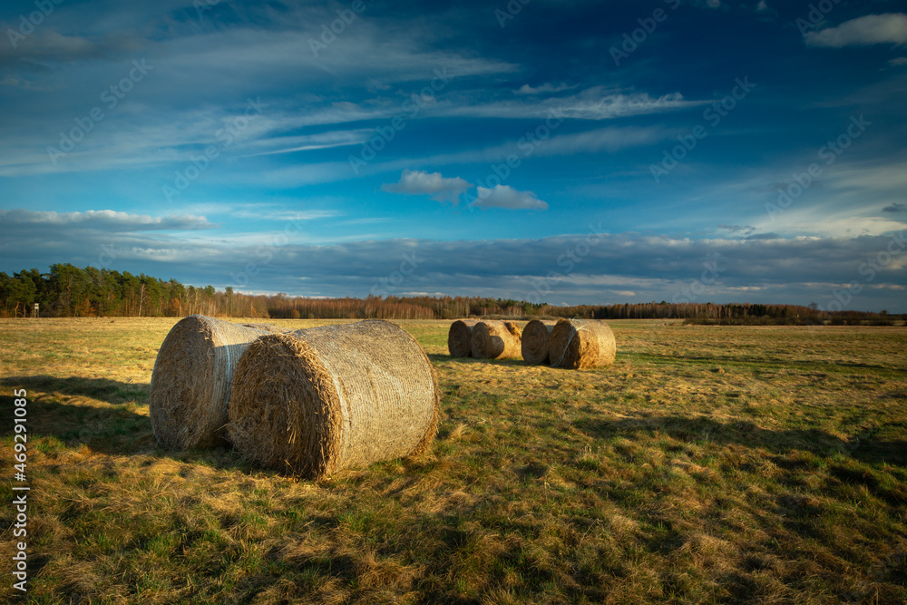 Round hay bales in the meadow, evening view, Czulczyce, Poland Round hay bales in the meadow, evening view, Czulczyce, Poland