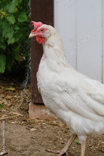 Free-range white hen on an organic farm. Poultry farming concept. 