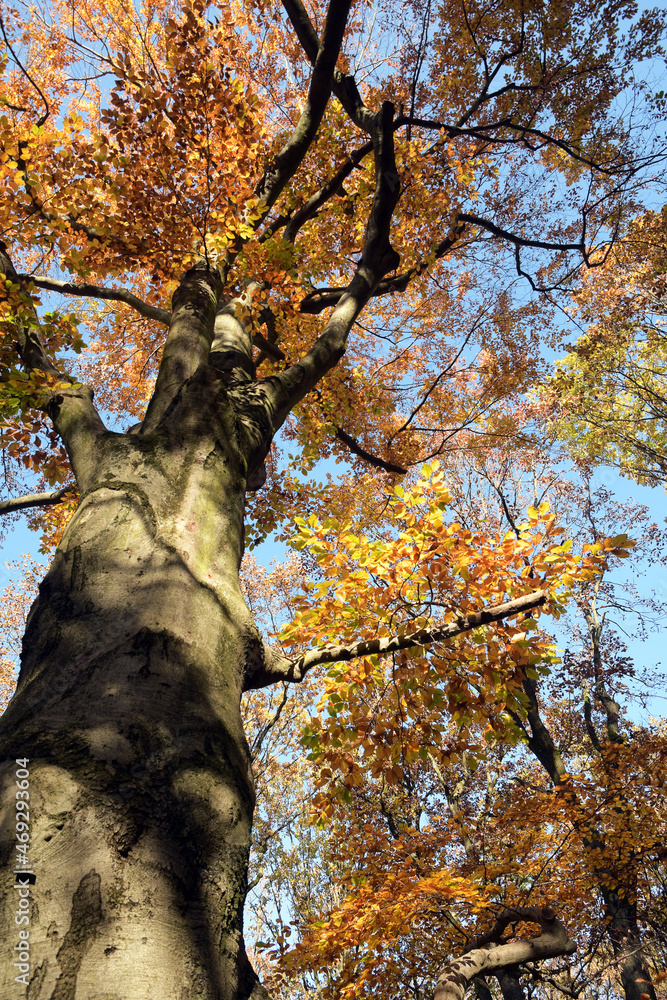 Fototapeta premium herbstfarben