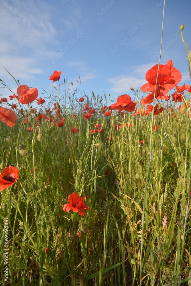 Obraz premium flowers