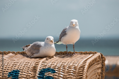 Seagulls on the beach chair. Seagulls are the symbol of vacation by the sea. Recreation on the beach without seagulls does not work.