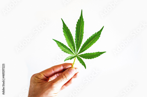 cannabis leaf in hand on white background photo