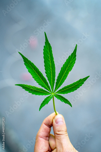 green cannabis leaf in hand