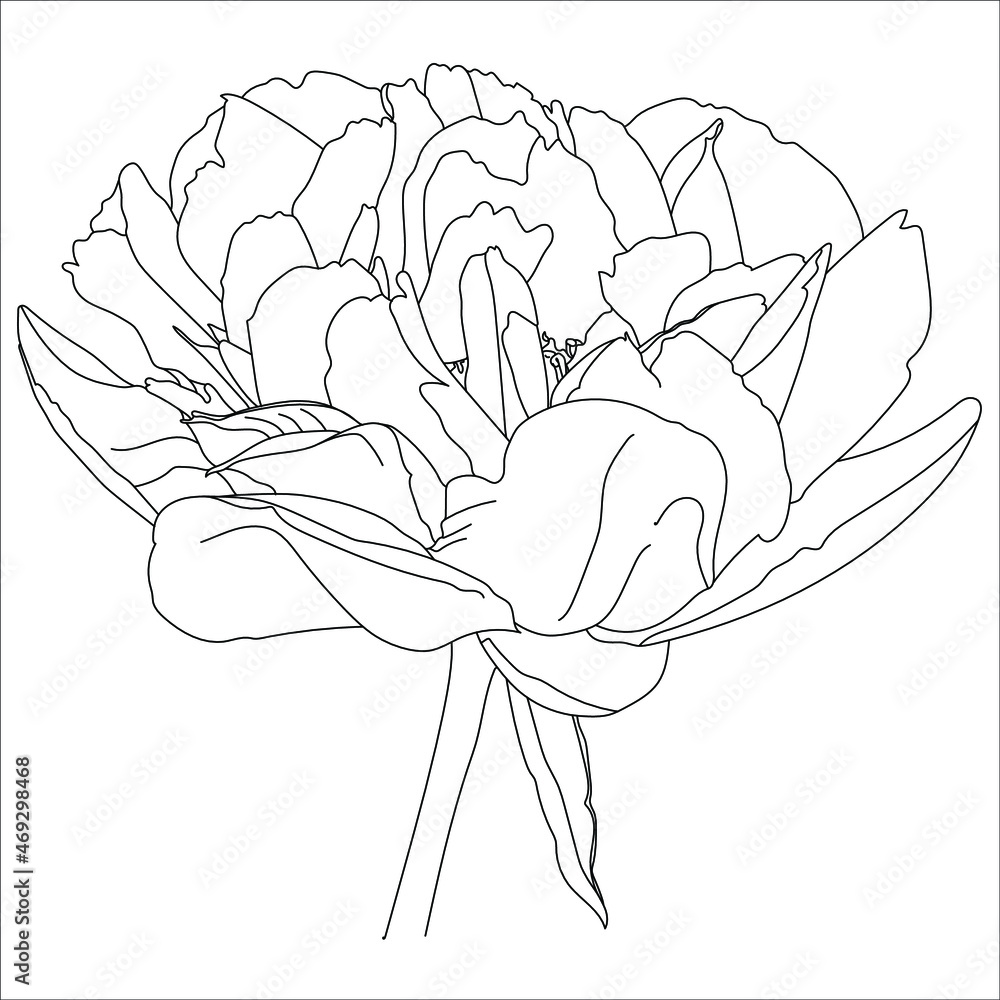 Terry peony white on a solid background, vector illustration Terry peony white on a solid background, vector illustration