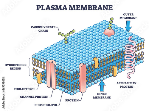 Cell membrane or cytoplasmic membrane microscopic structure outline  diagram. Detailed labeled educational layer with proteins, phospholipid and carbohydrate  chain elements scheme vector illustration. Stock Vector | Adobe Stock
