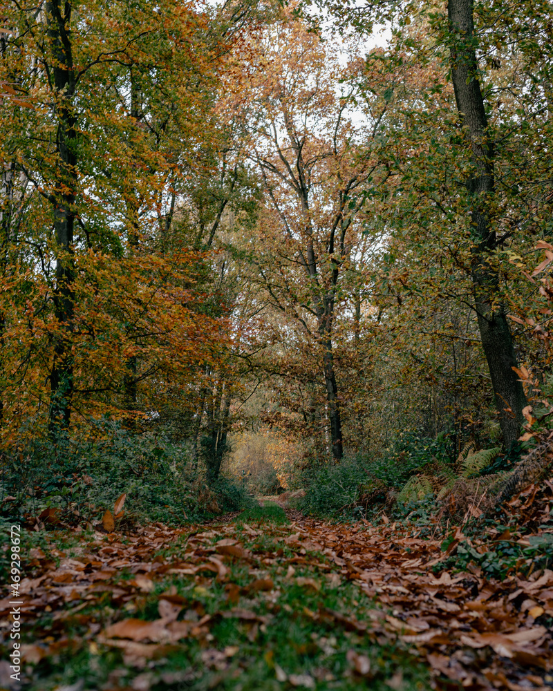path in forest in the autumn in the UK