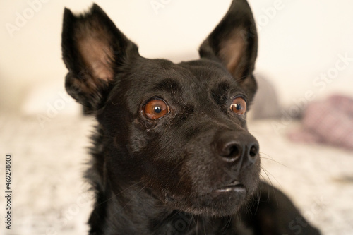 close up picture of a small black dog