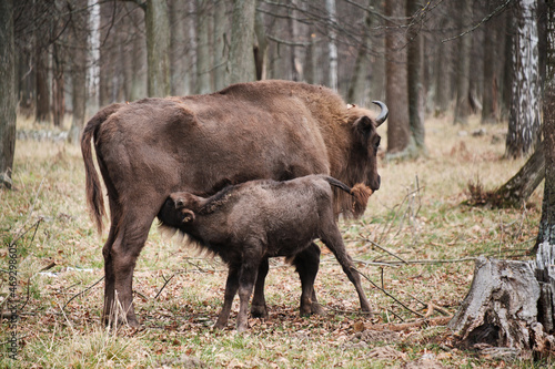 Bison in autumn forest  small bison drinks milk of bison mother  feed in their natural habitat. Prioksko-Terrasny Nature Reserve  Poland in Europe. Wildlife scene from nature.