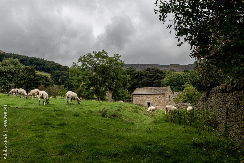 sheep on the hill in the UK countryside sheep on the hill in the UK countryside