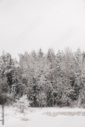 Winter forest with snow covered trees. Outdoor scene, Happy New Year celebration concept. Nature background. © Floral Deco