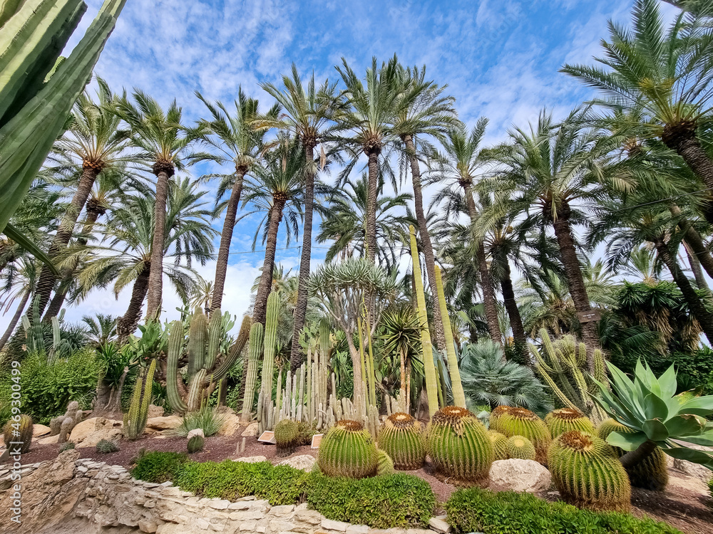 Obraz premium Palmenhain in Elche