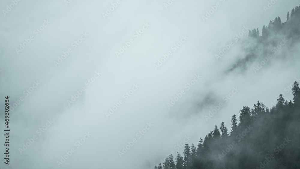 Amazing mystical rising fog forest trees landscape in black forest ( Schwarzwald ) Germany panorama banner .- dark mood Amazing mystical rising fog forest trees landscape in black forest ( Schwarzwald ) Germany panorama banner .- dark mood