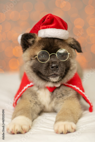 Cute funny puppy of the Akita breed lying on the background of lights in Santa's outfit with glasses on his nose. Merry christmas concept. Postcard to Christmas. Holiday invitation. © Ermolaeva Olga