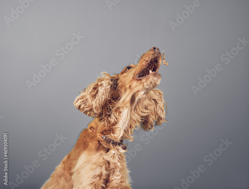 Plakat Jumping cocker spaniel dog with nose up