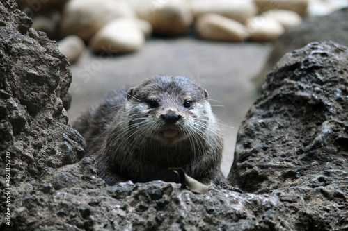 Otter between rocks