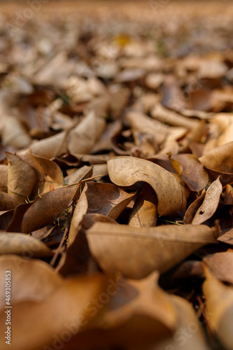 Many brown day leaf heap To denote the drought for background.