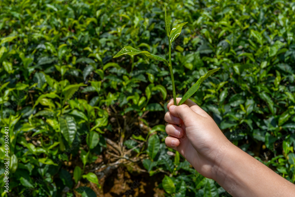 Child's tourist hand hold tea sprout against background of plantation field. Watching the best kind of tea for importations. Close up of fresh green leaves. High quality photo Child's tourist hand hold tea sprout against background of plantation field. Watching the best kind of tea for importations. Close up of fresh green leaves. High quality photo