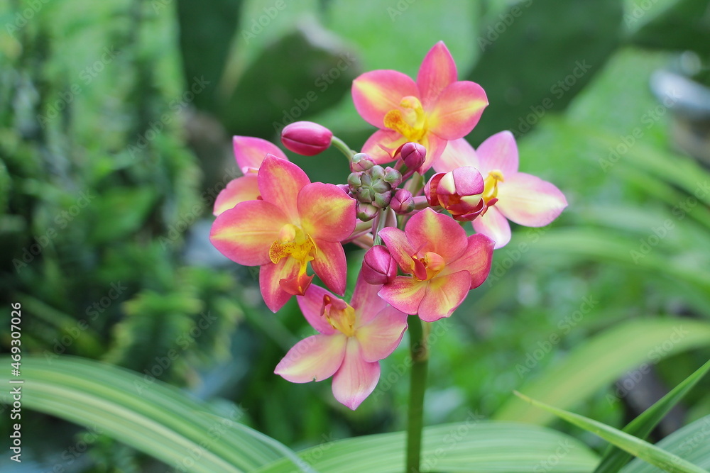 Fototapeta premium Beautiful flower in the garden for good colorful floral background