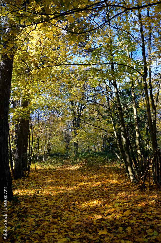 Austria, Wienerwald, Autumn