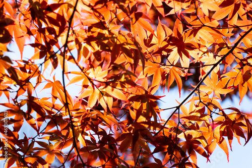 Red color of falling leaf with blurred leaf and sky background