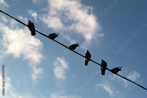 silhouettes of pigeons sitting on wires against the blue sky
