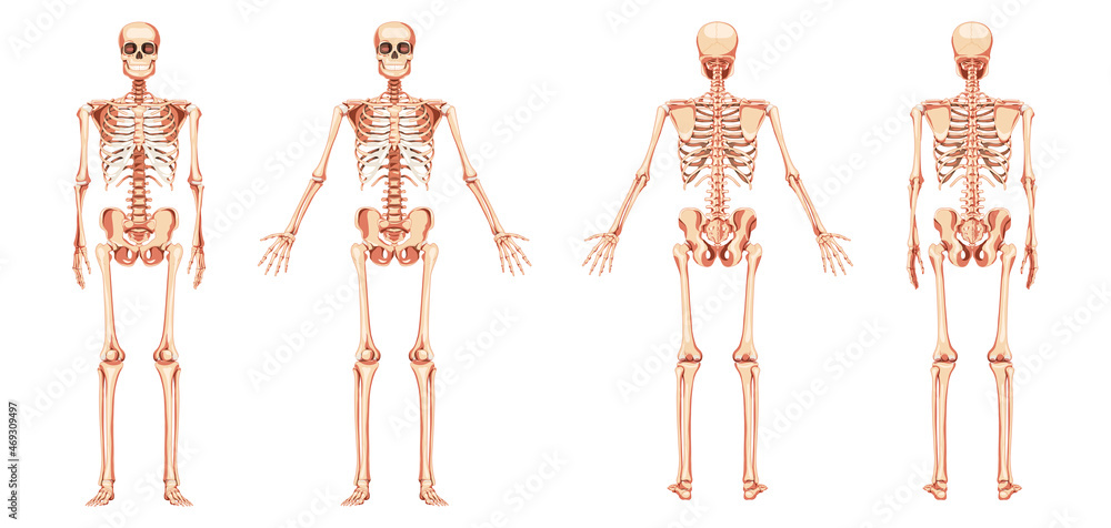 Skeleton Human diagram front back anterior posterior view with two arm poses. Set of realistic flat natural colour concept Vector illustration didactic board of anatomy isolated on white background Skeleton Human diagram front back anterior posterior view with two arm poses. Set of realistic flat natural colour concept Vector illustration didactic board of anatomy isolated on white background