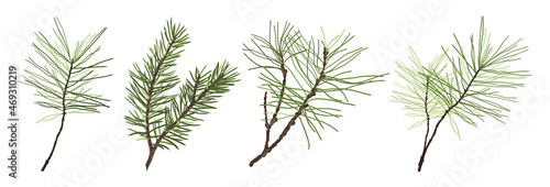 Pine, fir branches isolated on white background. Christmas tree elements of evergreen plants. Vector set of Christmas and New Year symbols