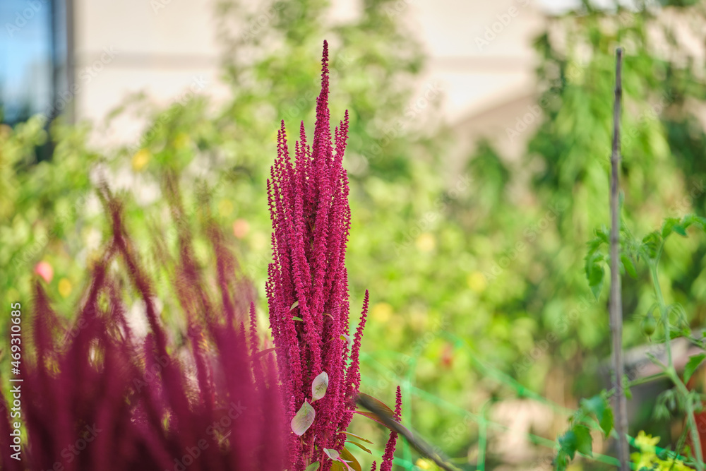 Indian red amaranth plant growing in summer garden. Leaf vegetable, cereal and ornamental plant, source of proteins and amino acids Indian red amaranth plant growing in summer garden. Leaf vegetable, cereal and ornamental plant, source of proteins and amino acids