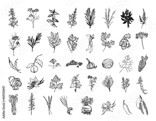Collection of monochrome illustrations of herbs and spices in sketch style. Hand drawings in art ink style. Black and white graphics.