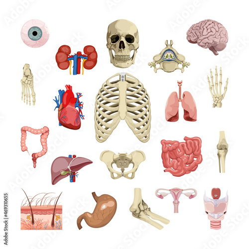 Human organs isolated on white background. Realistic illustration for the study of human anatomy.
