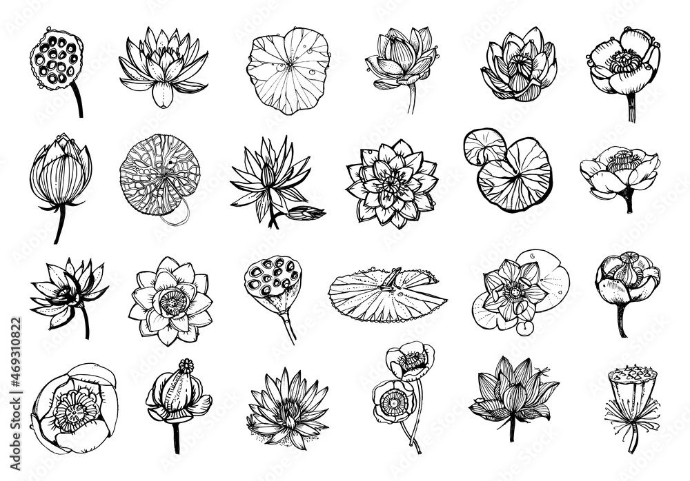 Collection of monochrome illustrations of lotus in sketch style. Hand drawings in art ink style. Black and white graphics. Collection of monochrome illustrations of lotus in sketch style. Hand drawings in art ink style. Black and white graphics.