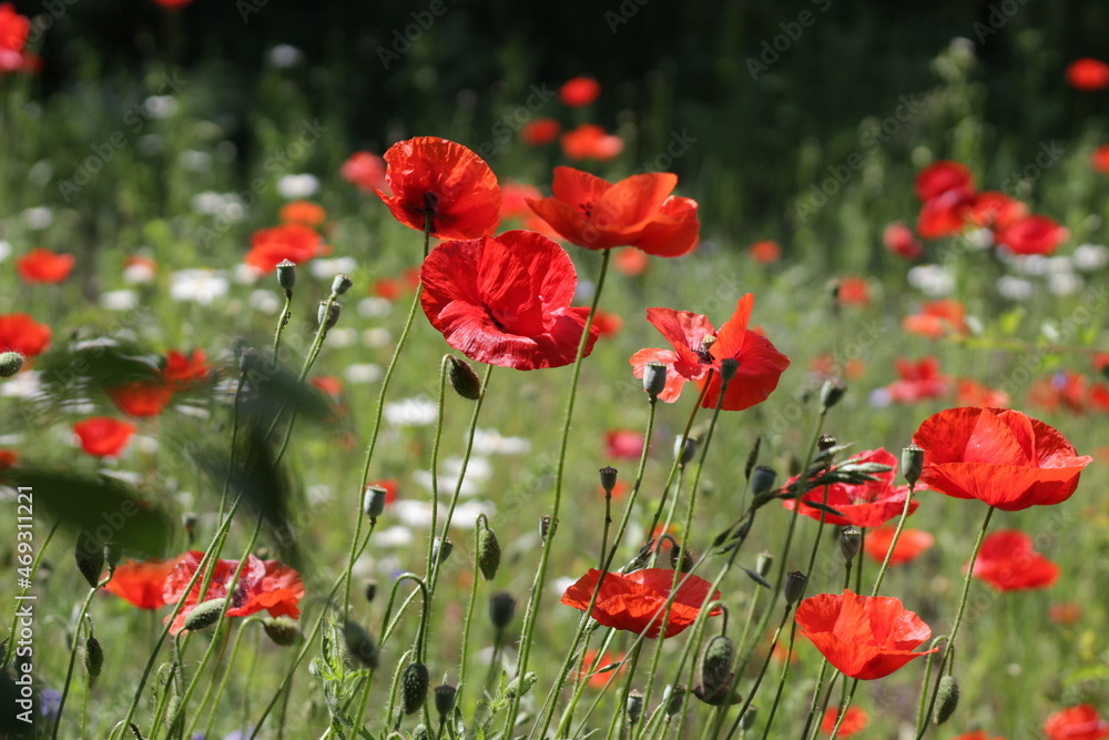 Obraz premium red poppy field
