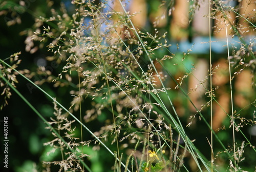 Meadow bluegrass with yellowed seeds. Poa pratensis is a perennial plant of the genus Bluegrass, family of Cereals. Forage grass, one of the earliest grains, has already matured and turned yellow.