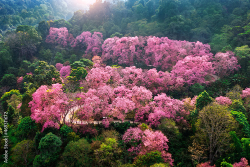 Aerial view of pink cherry blossom trees on mountains, Chiang Mai in Thailand.