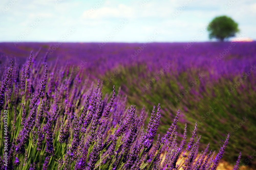 Fototapeta premium Lavender field in bloom
