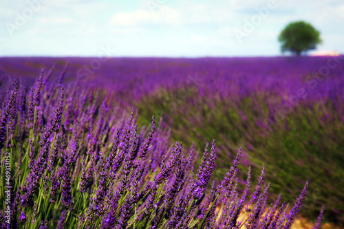 Lavender field in bloom