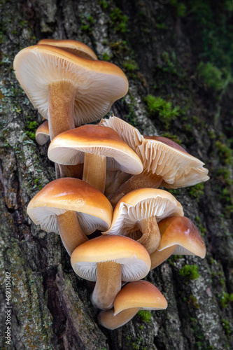 Closeup shot of edible mushrooms known as Enokitake
