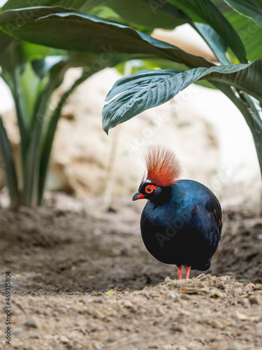 Full-length portrait of Crested partridge or Rollulus rouloul. Bird also known as roul-roul, red-crowned wood partridge, green wood quail. photo