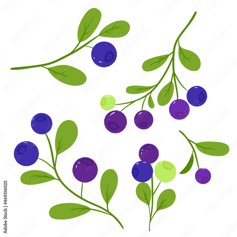 Set of sprigs of blueberries isolated on a white background. Vector graphics. Set of sprigs of blueberries isolated on a white background. Vector graphics.