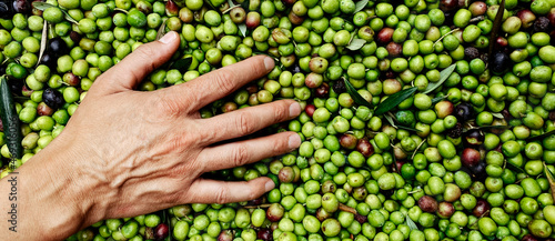 heaps freshly harvested olives, web banner