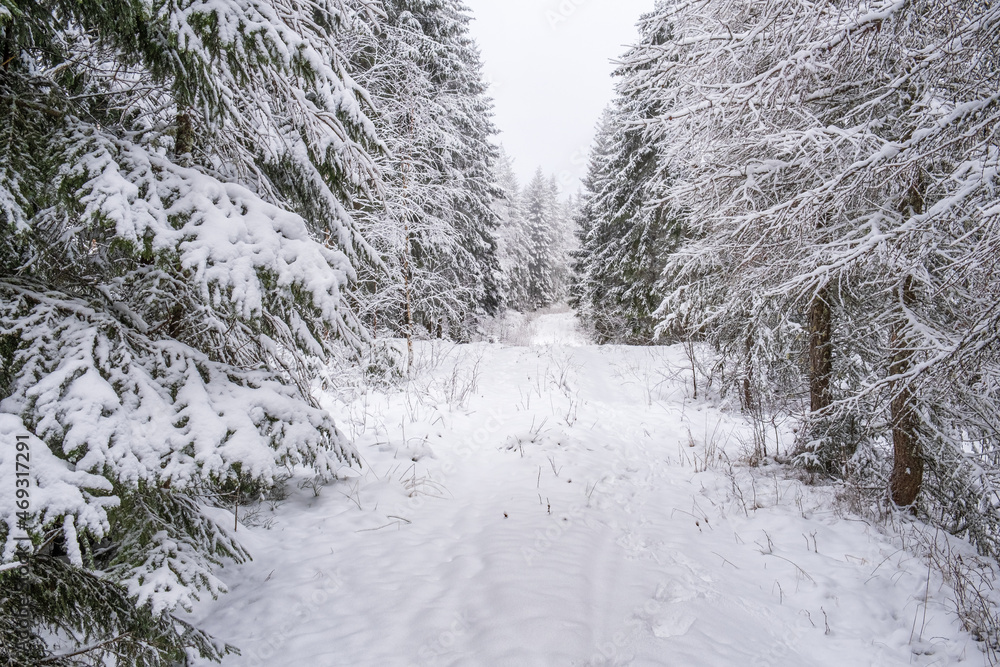 Fototapeta premium Nature path through snowy larch trees and spruces in winter