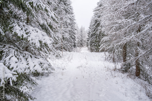 Nature path through snowy larch trees and spruces in winter