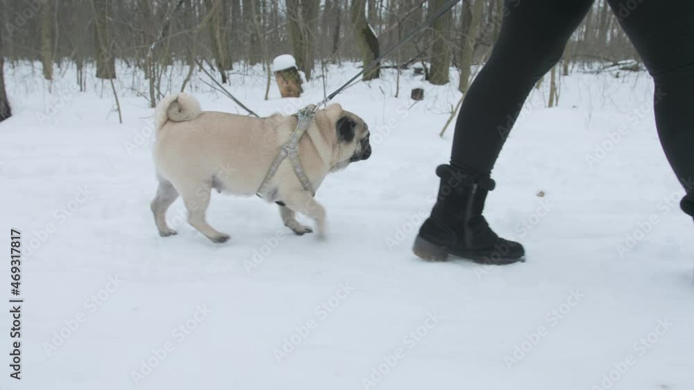 Beauty, obedient pug dog walking in the snow with the owner on a leash. Curious pug dog walking and looking around, looking at the camera. Winter park. Front view. Follow, track shot Beauty, obedient pug dog walking in the snow with the owner on a leash. Curious pug dog walking and looking around, looking at the camera. Winter park. Front view. Follow, track shot