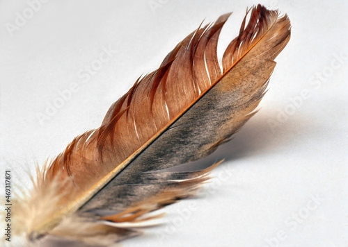A bird's feather on a white background. Brown-gray Jay feather. Macrophotography
