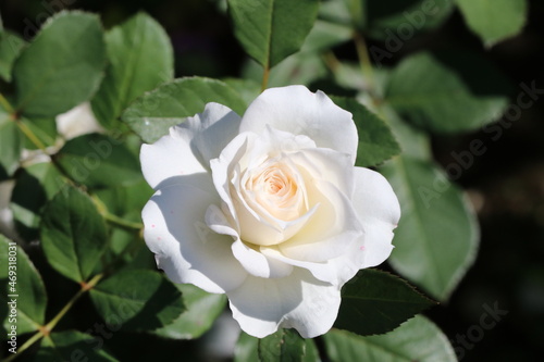 Japanese original breed white rose  Shinjyugai   Beautiful rose flowerhead under the sunlight.