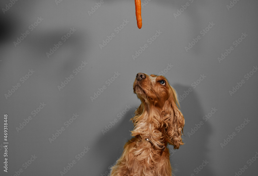Are Carrots Good For A American Cocker Spaniel are-carrots-good-for-a-american-cocker-spaniel