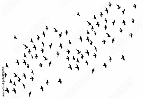 birds fly, black silhouette vector, isolated, icon