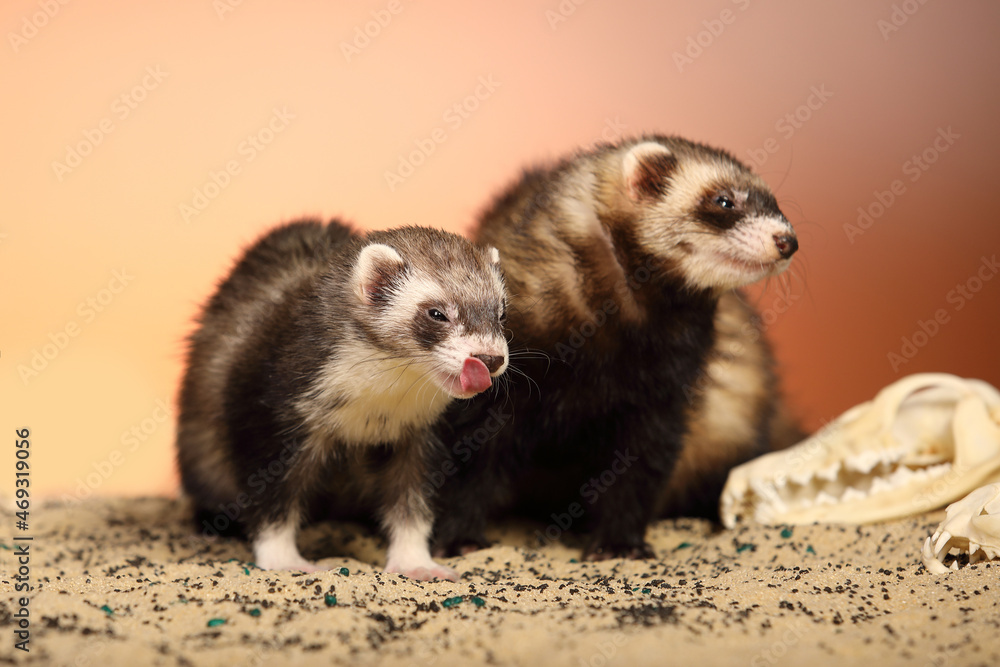Halloween creepy studio portrait of adult ferret with skulls Halloween creepy studio portrait of adult ferret with skulls