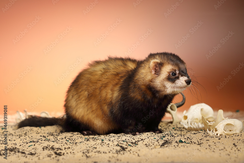 Halloween creepy studio portrait of adult ferret with skulls Halloween creepy studio portrait of adult ferret with skulls